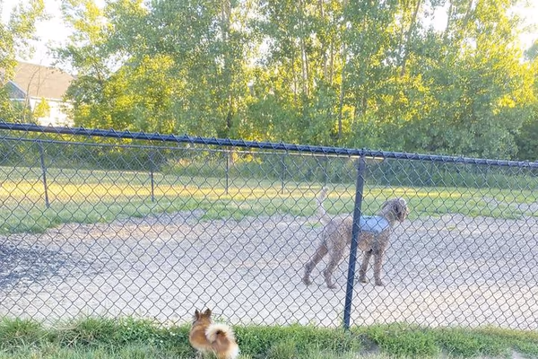 Cascade Hospital for Animals Dog Park